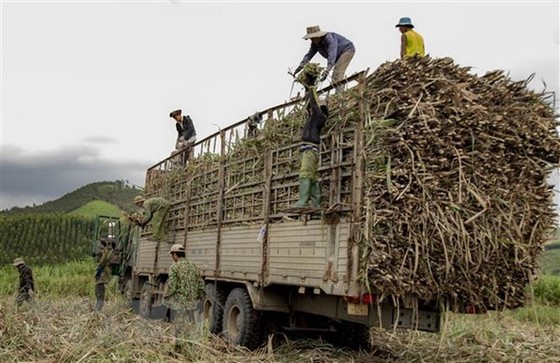 Tình trạng tranh mua mía nguyên liệu ở Gia Lai: Đến hẹn lại lên hình ảnh 2 Tinh trang tranh mua mia nguyen lieu o Gia Lai: Den hen lai len hinh anh 2