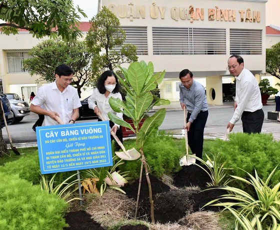 Thêm cây bàng vuông từ Trường Sa được trồng tại quận Bình Tân ảnh 1