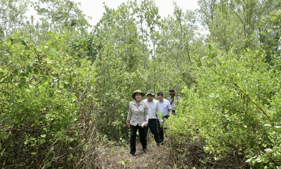 Chủ tịch HĐND TPHCM Nguyễn Thị Lệ khảo sát thực tế khu rừng trồng hoàn trả diện tích giải tỏa tại huyện Cần Giờ ảnh 2