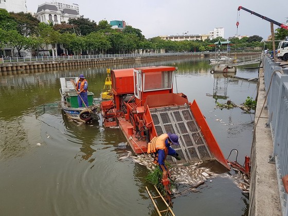 Cá chết hàng loạt trên kênh Nhiêu Lộc – Thị Nghè ảnh 5