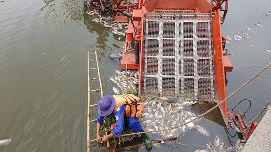 Cá chết hàng loạt trên kênh Nhiêu Lộc – Thị Nghè ảnh 2
