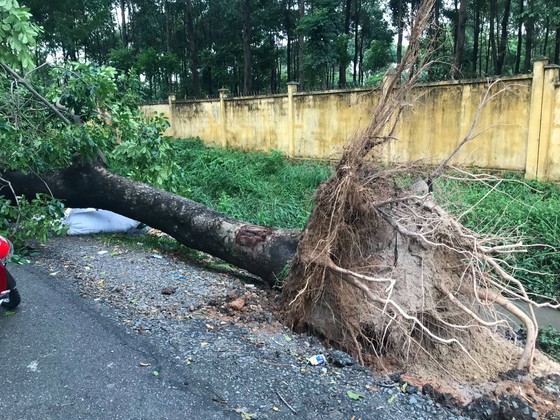 Cây xanh ngã đè ô tô, nam tài xế thoát chết ảnh 6