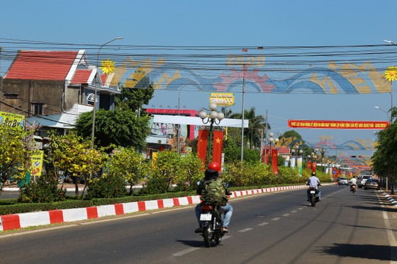 Dải phân cách mai vàng dài 5km độc nhất vô nhị ở Việt Nam ảnh 13