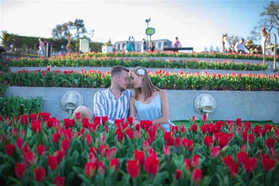 Thiên đường tulip hay điểm đến lý tưởng cho ngày Valentine và 8-3 ảnh 1