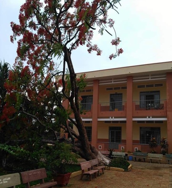 Cây phượng bật gốc trong sân trường tiểu học ở Đồng Nai ảnh 1