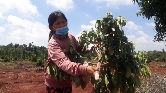 Vụ 500 cây ăn quả bị chặt phá ngang gốc: Huyện Xuyên Mộc có văn bản yêu cầu công an huyện vào cuộc ảnh 5