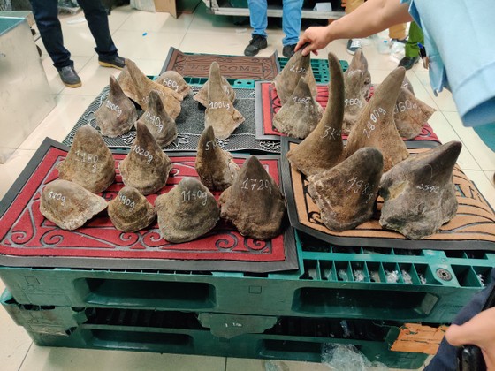 Thông tin mới nhất vụ gần 100kg nghi sừng tê giác tại kho hàng khu vực sân bay Tân Sơn Nhất ảnh 3