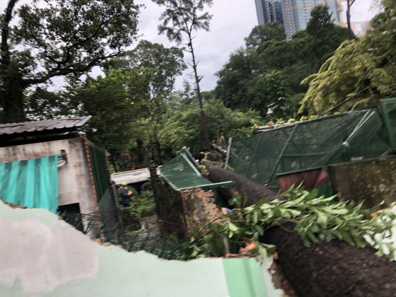 Cây xanh bật gốc đè sập chuồng thú ở Thảo Cầm viên Sài Gòn ảnh 4