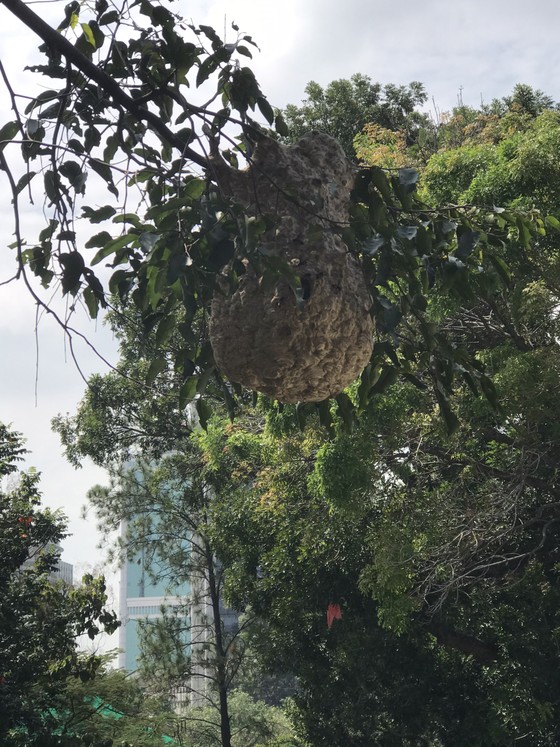  Cảnh sát PCCC TPHCM bắt tổ ong vò vẽ “khủng” trong Thảo Cầm Viên ảnh 1