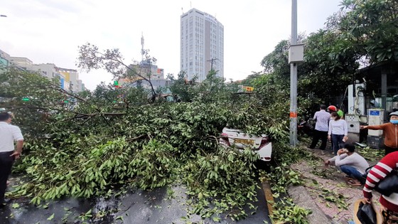 Cây cổ thụ bật gốc trong mưa, đè ô tô và hàng quán