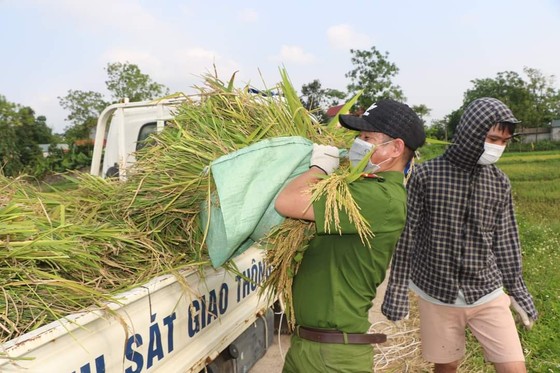 Công an xuống đồng thu hoạch lúa giúp dân đang cách ly y tế ảnh 5