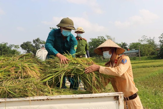 Công an xuống đồng thu hoạch lúa giúp dân đang cách ly y tế ảnh 4
