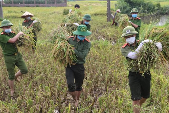 Công an xuống đồng thu hoạch lúa giúp dân đang cách ly y tế ảnh 3