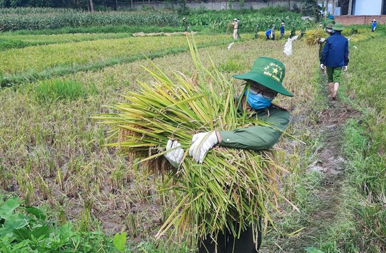 Công an xuống đồng thu hoạch lúa giúp dân đang cách ly y tế ảnh 7