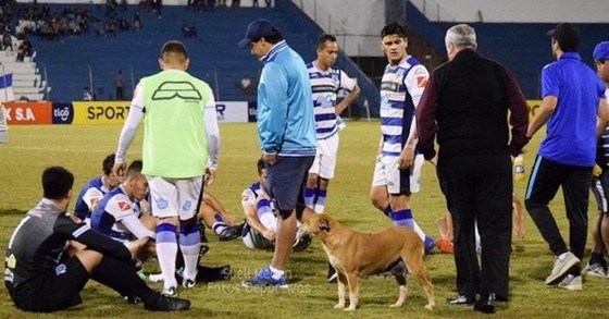 BÊN LỀ: Chó đi lạc được bổ nhiệm làm… trợ lý HLV ở Paraguay ảnh 1