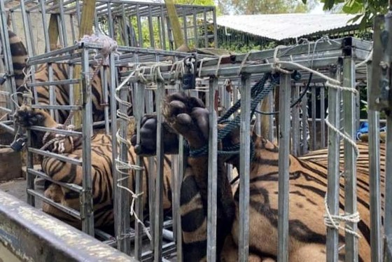 Phát hiện 17 con hổ nuôi nhốt trái phép trong nhà dân ở Nghệ An ảnh 1
