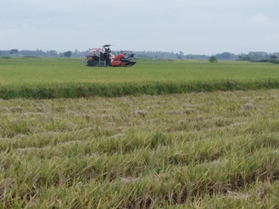 Thanh Hóa khẩn trương thu hoạch lúa, hoa màu phòng chống bão số 7 ảnh 1