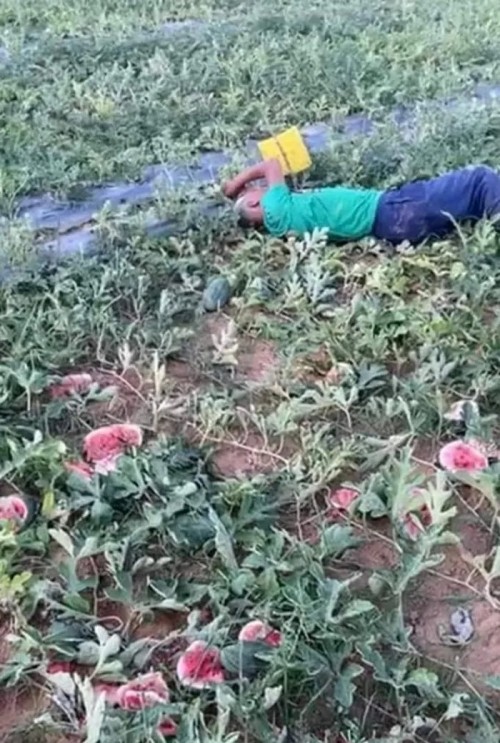 Đau lòng cảnh cụ ông khóc ngất bên ruộng dưa bị kẻ xấu phá nát ảnh 1