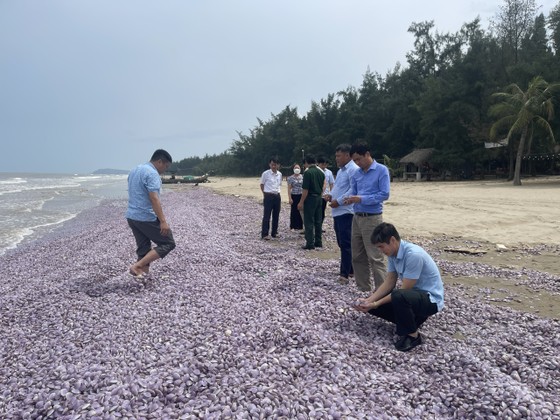 Bất thường: Hàng chục tấn nghêu chết dạt vào bãi biển Thanh Hóa kéo dài 3km ảnh 1