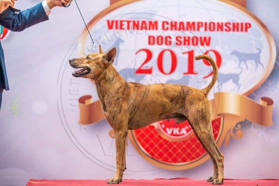 Hình ảnh chó xoáy Phú Quốc tại cuộc thi năm 2019. 