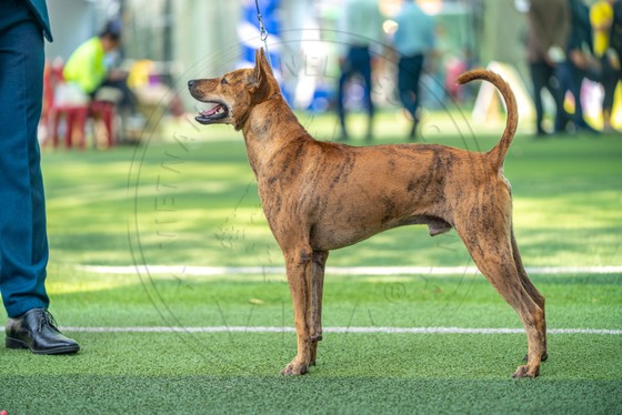 Hơn 100 chú chó tham dự vô địch chó giống bản địa Việt Nam năm 2020, Hơn 100 chú chó tham dự vô địch chó giống bản địa Việt Nam năm 2020 ảnh 2
