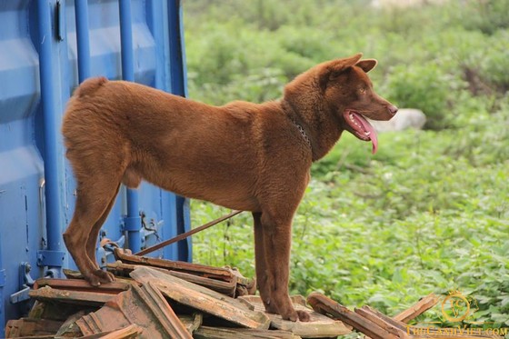 Hơn 100 chú chó tham dự vô địch chó giống bản địa Việt Nam năm 2020, Hơn 100 chú chó tham dự vô địch chó giống bản địa Việt Nam năm 2020 ảnh 4