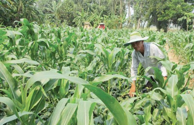 Để dự án cánh đồng mẫu thành hiện thực