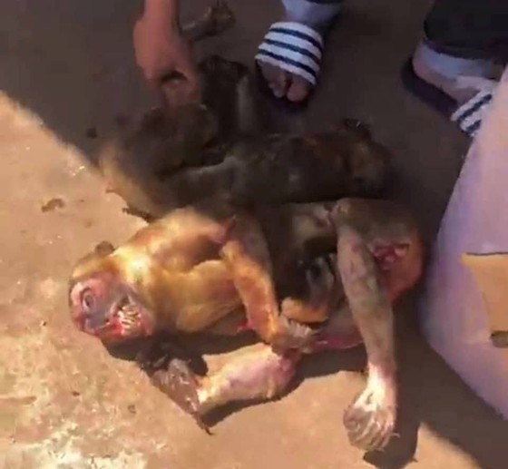 Phát hiện 8 cá thể khỉ bị giết trên xe khách ở Đắk Lắk ảnh 1