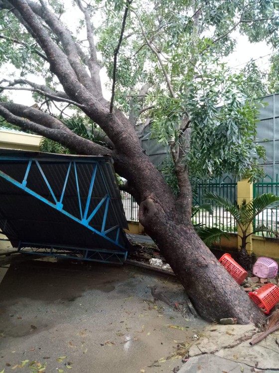 Đắk Lắk: Mưa lớn, hàng trăm nhà dân, hoa màu bị nhấn chìm ảnh 2