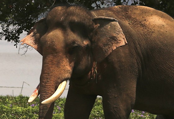 Đã khống chế được voi nhà động dục, quật nài voi tử vong ảnh 4
