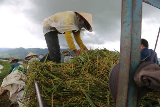 Đắk Lắk: Người dân 'chạy đua' với nước lũ để cứu lúa ảnh 9