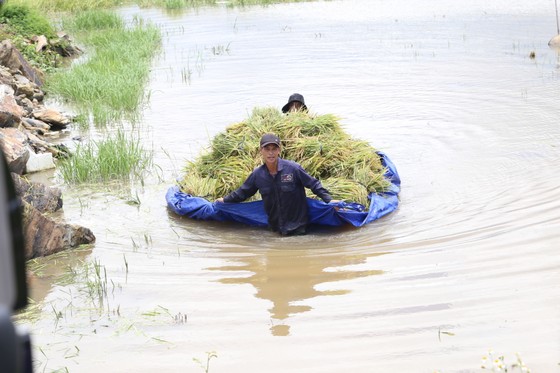 Đắk Lắk: Người dân 'chạy đua' với nước lũ để cứu lúa ảnh 3
