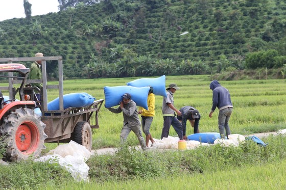 Đắk Lắk: Người dân 'chạy đua' với nước lũ để cứu lúa ảnh 8