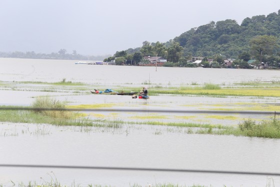 Đắk Lắk: Người dân 'chạy đua' với nước lũ để cứu lúa ảnh 2