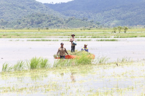 Đắk Lắk: Người dân 'chạy đua' với nước lũ để cứu lúa ảnh 6