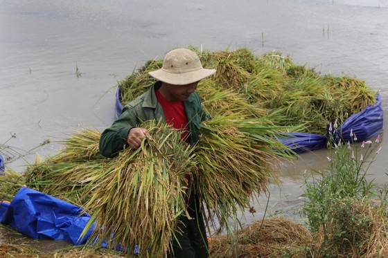 Đắk Lắk: Người dân 'chạy đua' với nước lũ để cứu lúa ảnh 5
