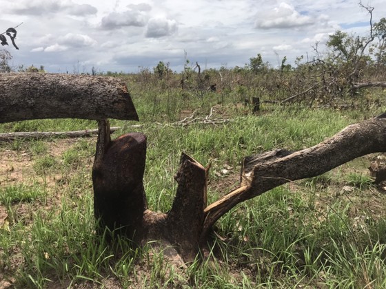 Vụ phá rừng, lấn chiếm đất rừng quy mô lớn ở Đắk Lắk: Diện tích thiệt hại gần 400ha ảnh 1