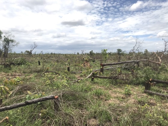 Vụ phá rừng, lấn chiếm đất rừng quy mô lớn ở Đắk Lắk: Diện tích thiệt hại gần 400ha ảnh 3