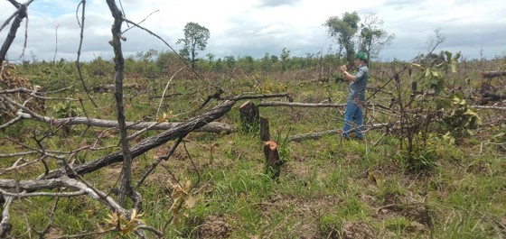Tàn phá rừng tự nhiên tại tiểu khu 205, xã Ya Tờ Mốt (huyện Ea Súp, tỉnh Đắk Lắk)