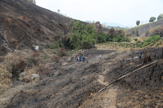 'Nóng' tình trạng phá rừng lấn chiếm đất rừng ở Đắk Lắk ảnh 8
