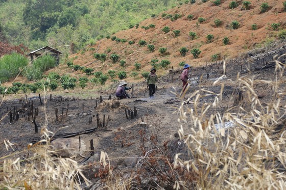 'Nóng' tình trạng phá rừng lấn chiếm đất rừng ở Đắk Lắk ảnh 7
