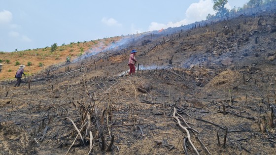 'Nóng' tình trạng phá rừng lấn chiếm đất rừng ở Đắk Lắk ảnh 5