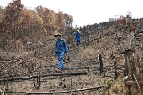 Tập trung điều tra 2 vụ phá rừng quy mô lớn ở Đắk Lắk ảnh 3