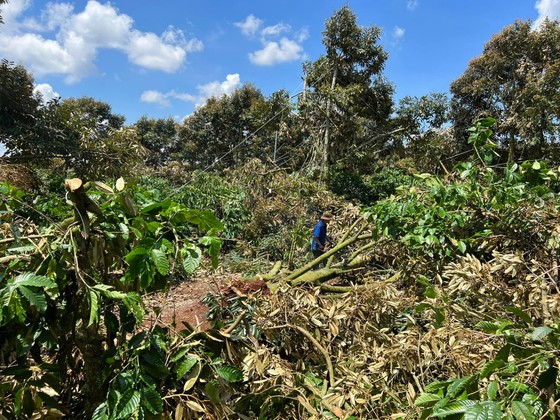 Đắk Lắk: Gió lốc làm bật gốc hàng trăm cây sầu riêng, thiệt hại gần 500 tấn ảnh 1