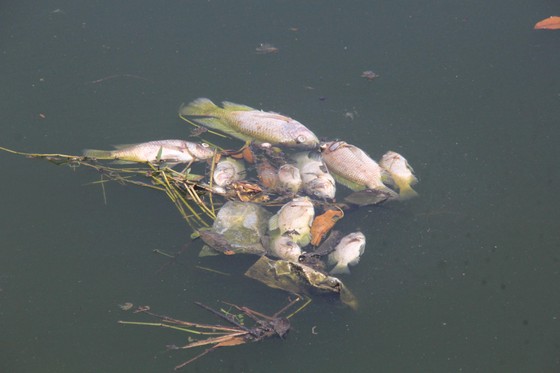 Cá chết nổi trắng hồ điều hòa ở Quảng Nam ảnh 2