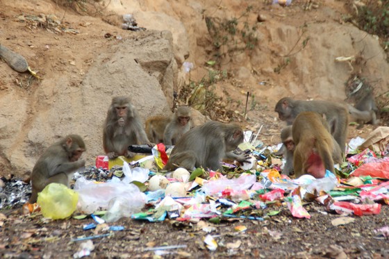 Báo động tình trạng khỉ trên bán đảo Sơn Trà thay đổi tập tính ảnh 1
