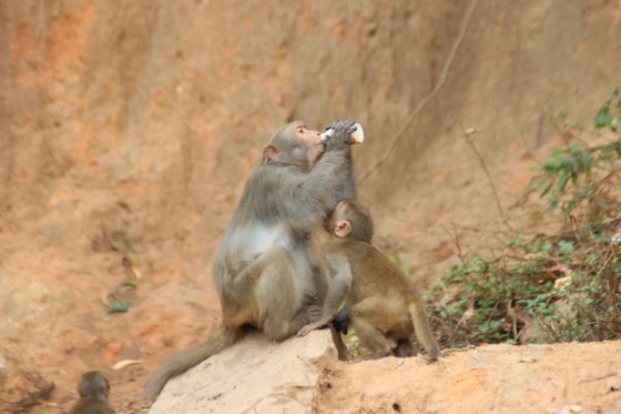 Báo động tình trạng khỉ trên bán đảo Sơn Trà thay đổi tập tính ảnh 3