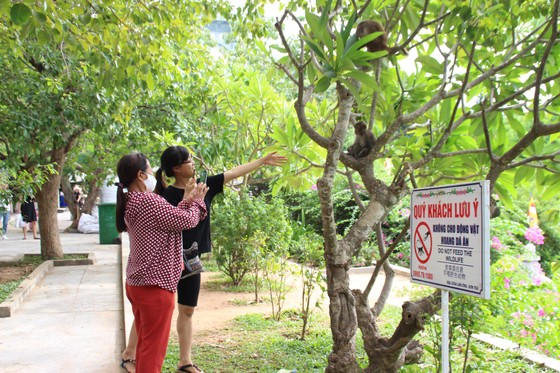 Báo động tình trạng khỉ trên bán đảo Sơn Trà thay đổi tập tính ảnh 2