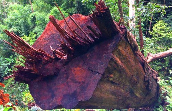Vụ rừng vùng biên bị xẻ thịt “la liệt”: Đã tiếp cận được vị trí rừng bị phá ảnh 2