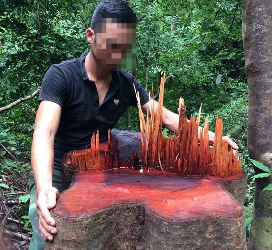 Vụ rừng vùng biên bị xẻ thịt “la liệt”: Đã tiếp cận được vị trí rừng bị phá ảnh 1